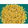 CEDE CANARIOS 5KG SECO
