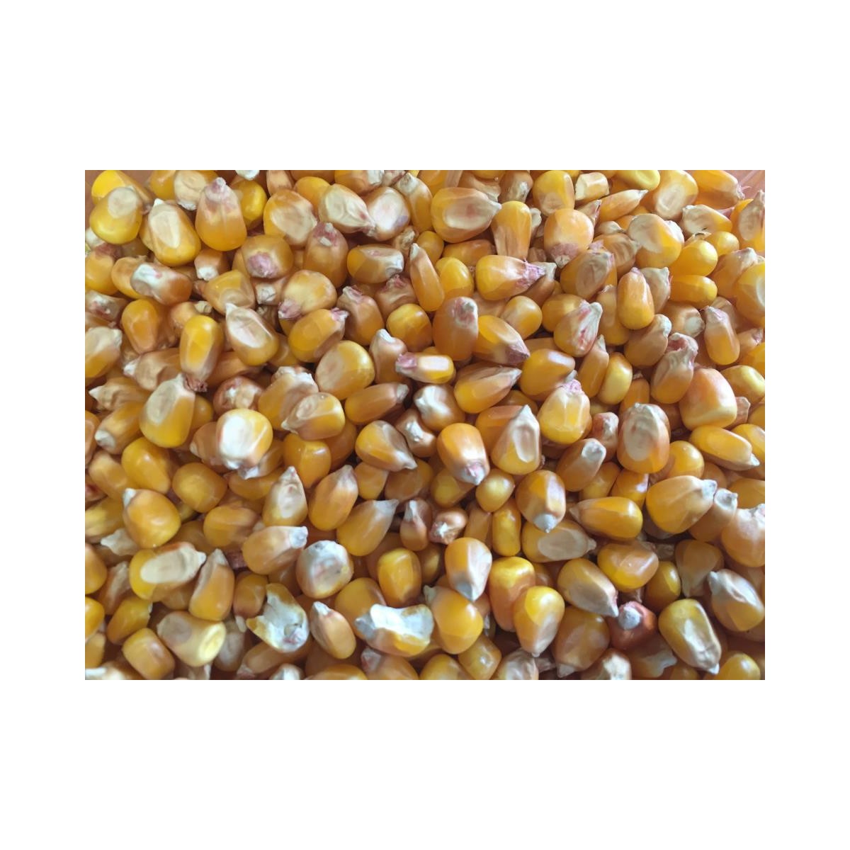 MAIZ NARANJA 25KG                           