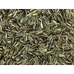 PIPAS GIRASOL PEQUEÑAS 1KG                   