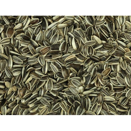 PIPAS GIRASOL PEQUEÑAS 1KG                   