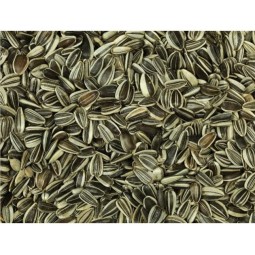 PIPAS GIRASOL PEQUEÑAS 1KG                   