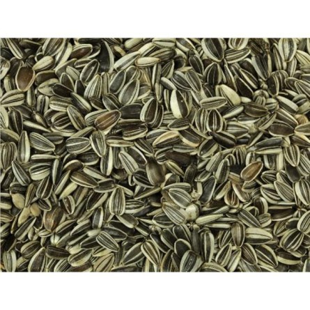 PIPAS GIRASOL PEQUEÑAS 1KG                   