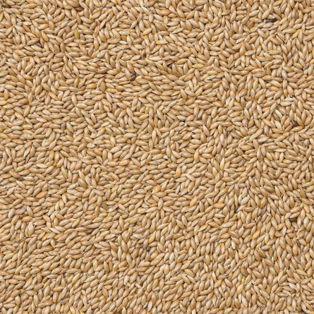 86-ALPISTE BEYERS EXTRA 20KG 