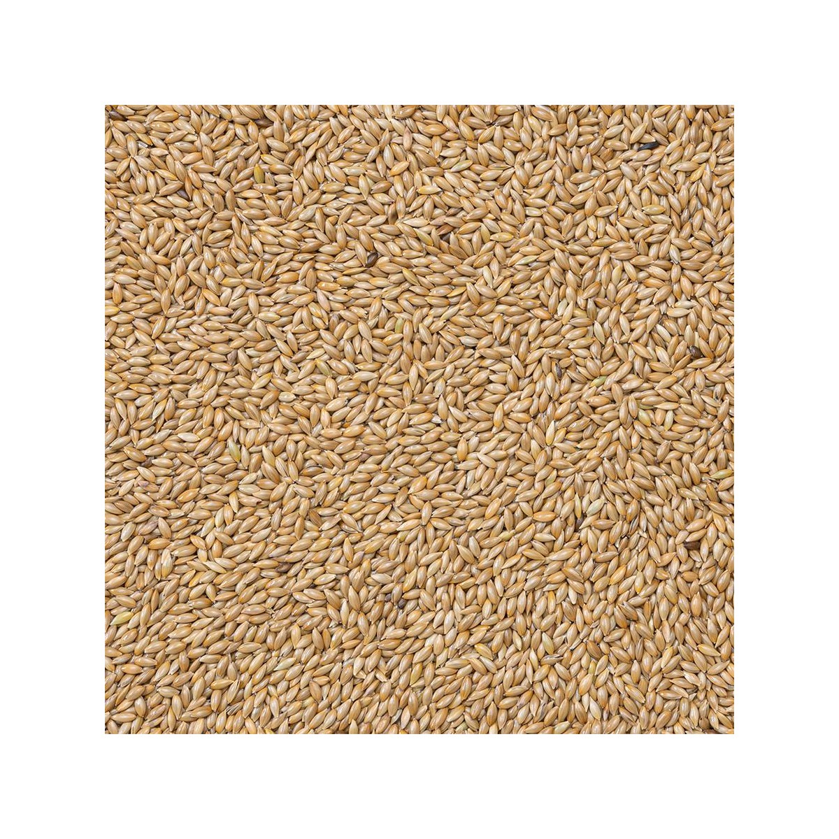 86-ALPISTE BEYERS EXTRA 20KG 