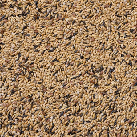 54-CANARIOS CON PERILLA 20KG