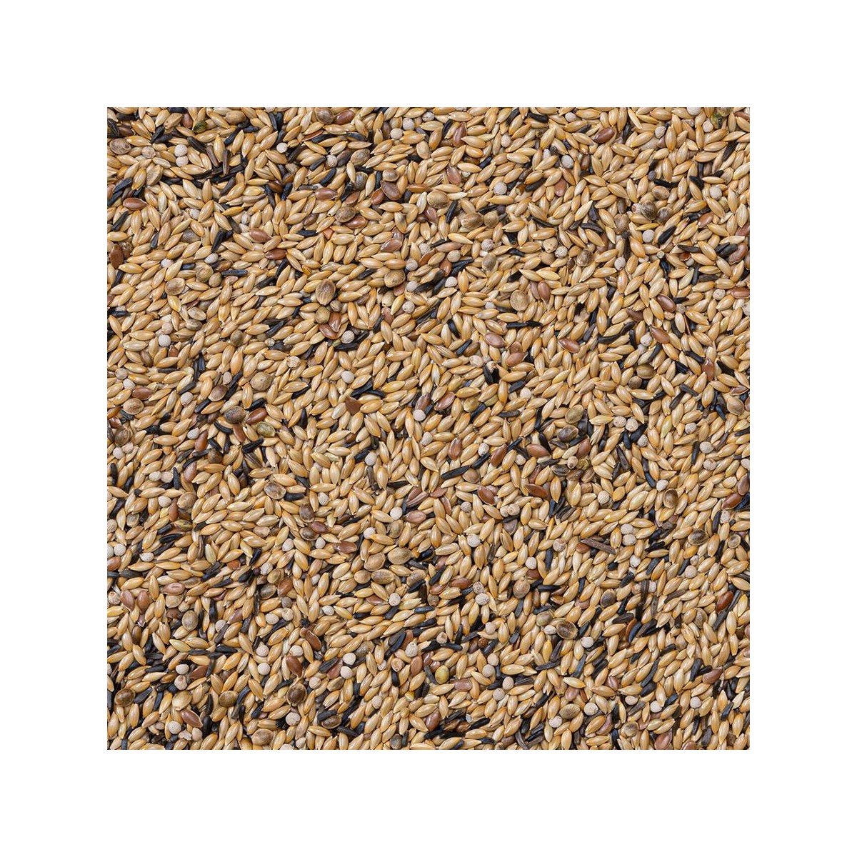 54-CANARIOS CON PERILLA 20KG