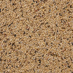 65- CANARIOS LIGHT 20KG Beyers